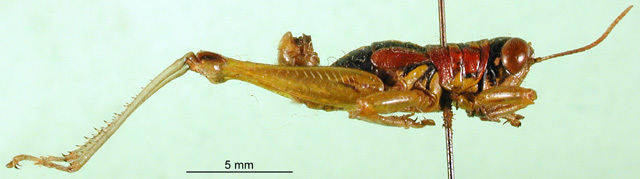 CollectionObject 1501473; 3d24c604-ba53-4e40-ba88-690117ae2189, DORSA BA000508S01: male, lateral view (holotype). (CollectionObject).