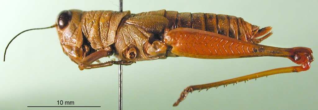 CollectionObject 1589512; d3b99770-6c14-4ecb-8aa5-e91091b5fef3, DORSA BA000073S01: female, lateral view (paratype). (CollectionObject).