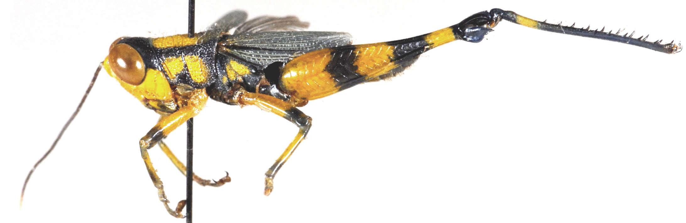 Gerista dimidiata Bolívar, 1905: lateral view. (Otu).