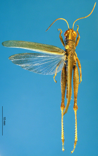 CollectionObject 1521410; bf784529-adcb-4a63-95dc-4ac6bcdd56b7: male, dorsal view, holotype. (CollectionObject).