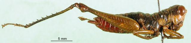 CollectionObject 1502828; b0ef81ed-bfa5-441a-87ad-5a9dfca14231, DORSA BA000029S01: female, lateral view (paratype). (CollectionObject).