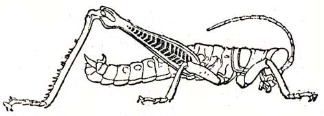 Pterotiltus impennis (Karsch, 1891): male (body length 22-23 mm). (Otu).