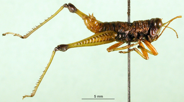 CollectionObject 1501478; 344c0f09-46aa-40a9-8504-6a0e37b5f6fc, DORSA BA000031S01: male, lateral view (holotype). (CollectionObject).