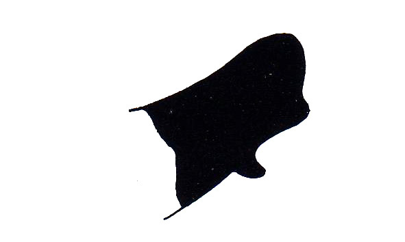 Ampelophilus coeruleus Descamps & Rowell, 1984: Fig. 26. male cercus. (Otu).