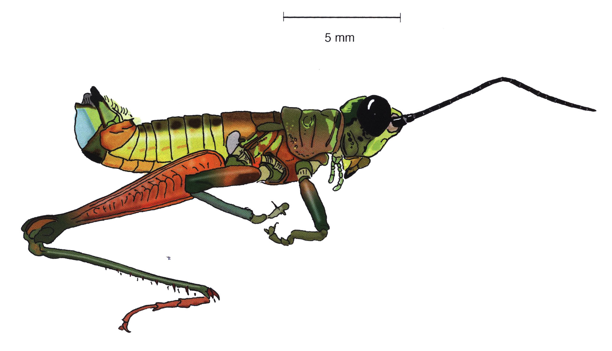 Drymophilacris panamae Descamps, 1976: male, lateral view. (Otu).
