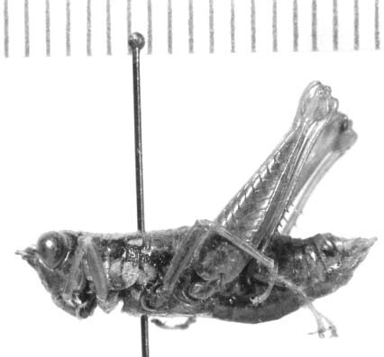 Drymophilacris bimaculata (Rehn, 1905): female (paralectotype). (Otu).