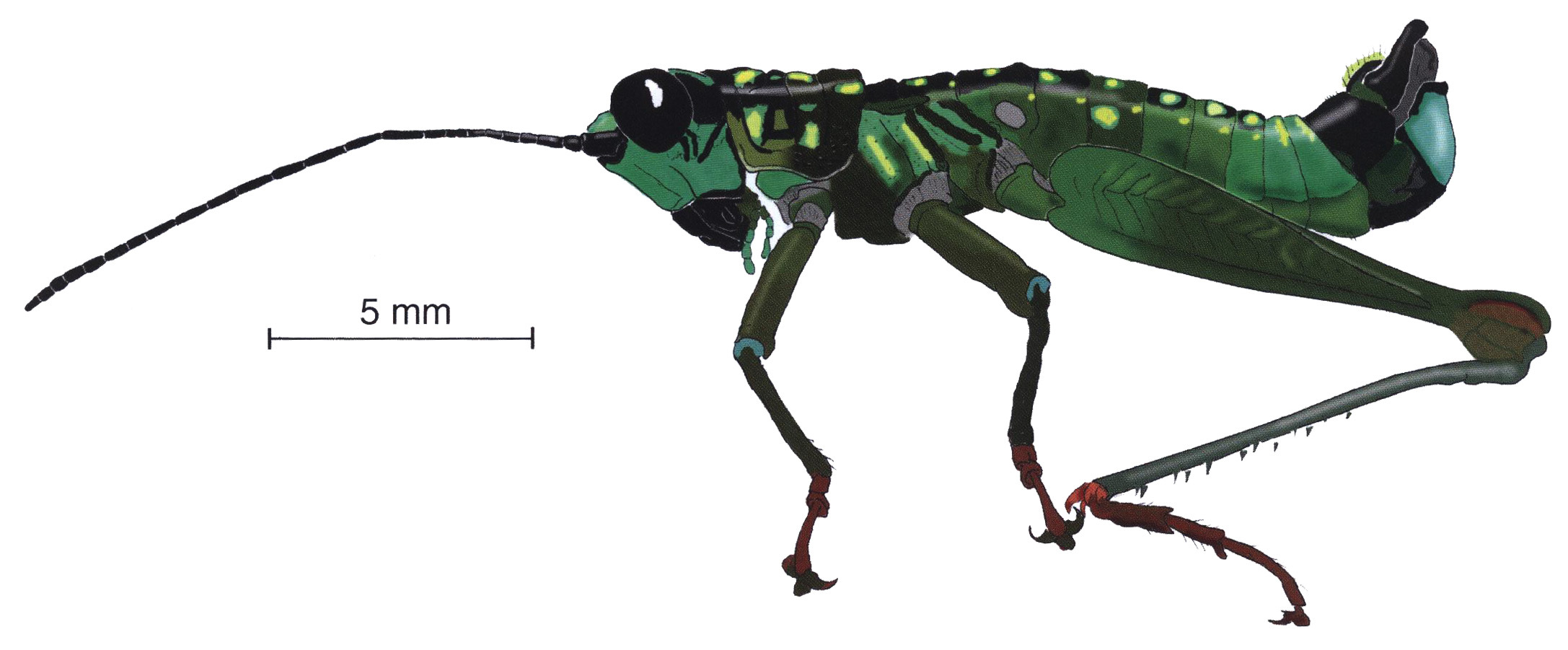 Drymophilacris monteverdensis Descamps & Rowell, 1978: male, lateral view. (Otu).