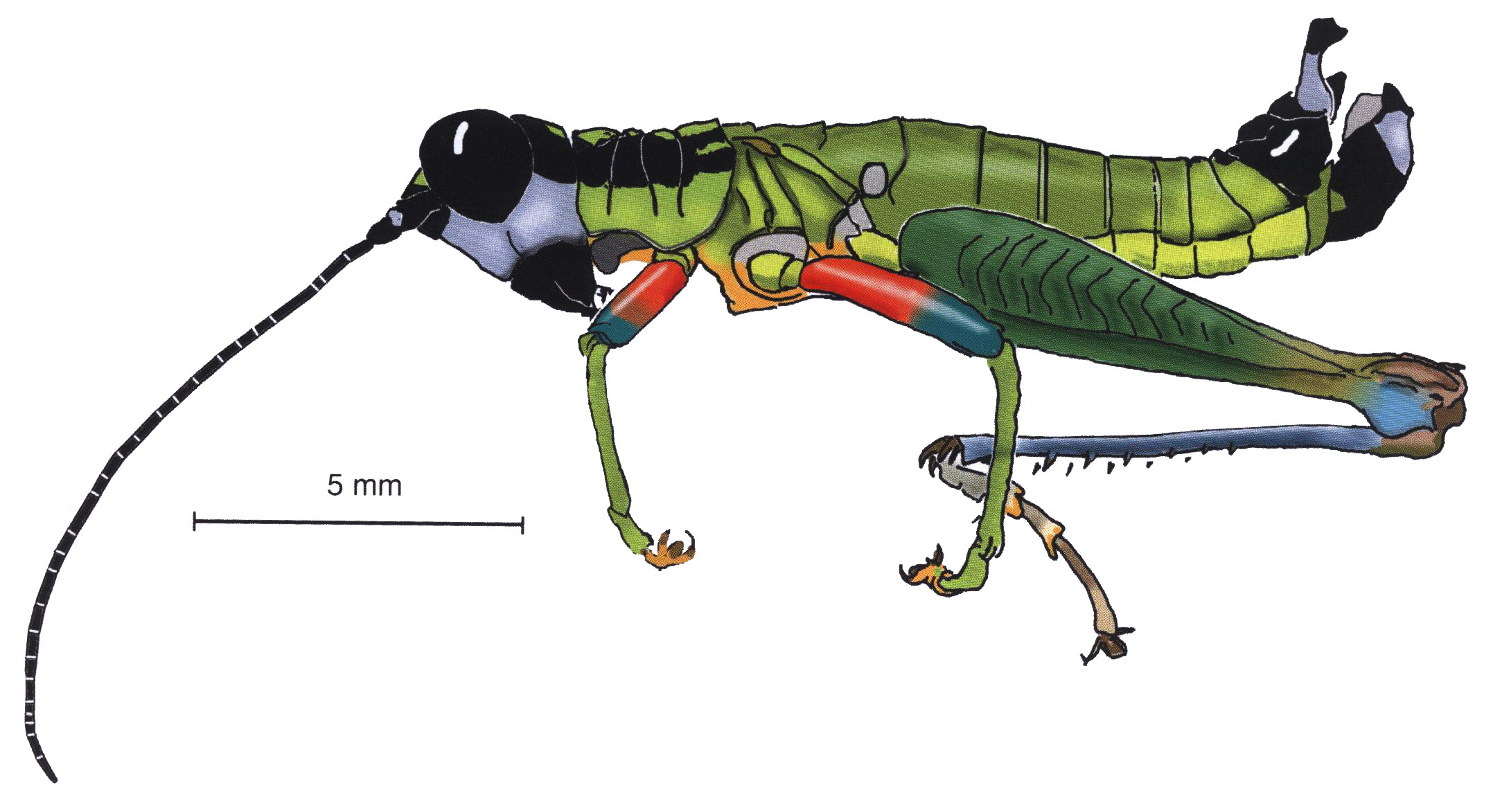 Drymophilacris rubripes Descamps & Rowell, 1984: male, lateral view. (Otu).