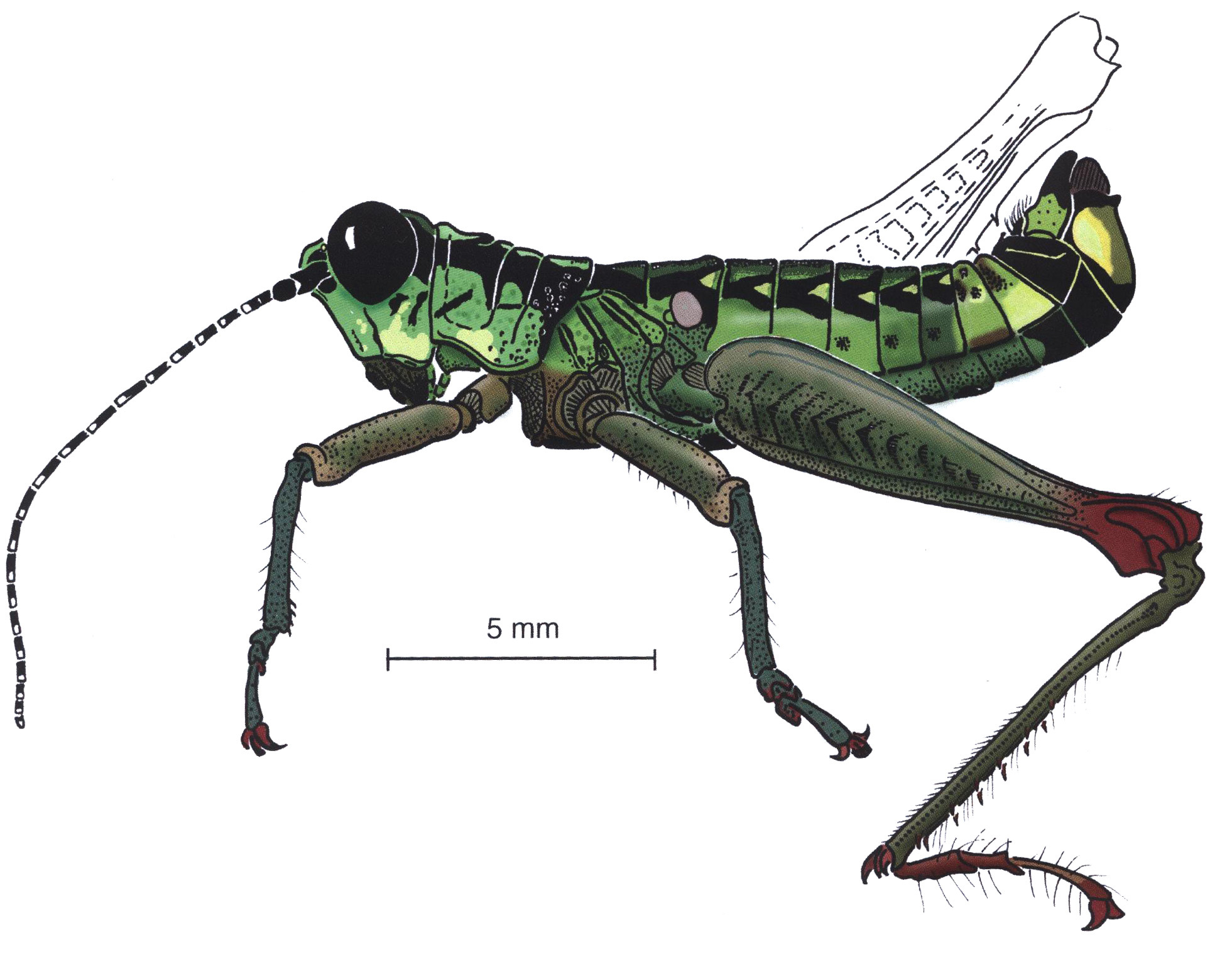 Drymophilacris glyphocerca Rowell, 2000: male, lateral view. (Otu).