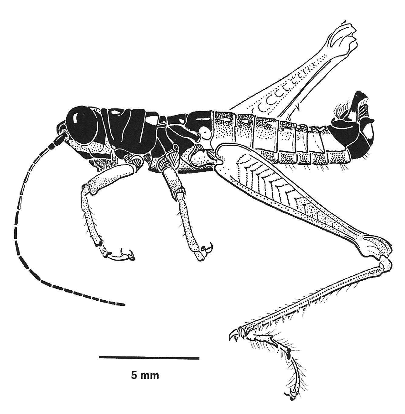 Drymophilacris nigrescens Rowell, 2000: Fig. 11A. male habitus. (Otu).