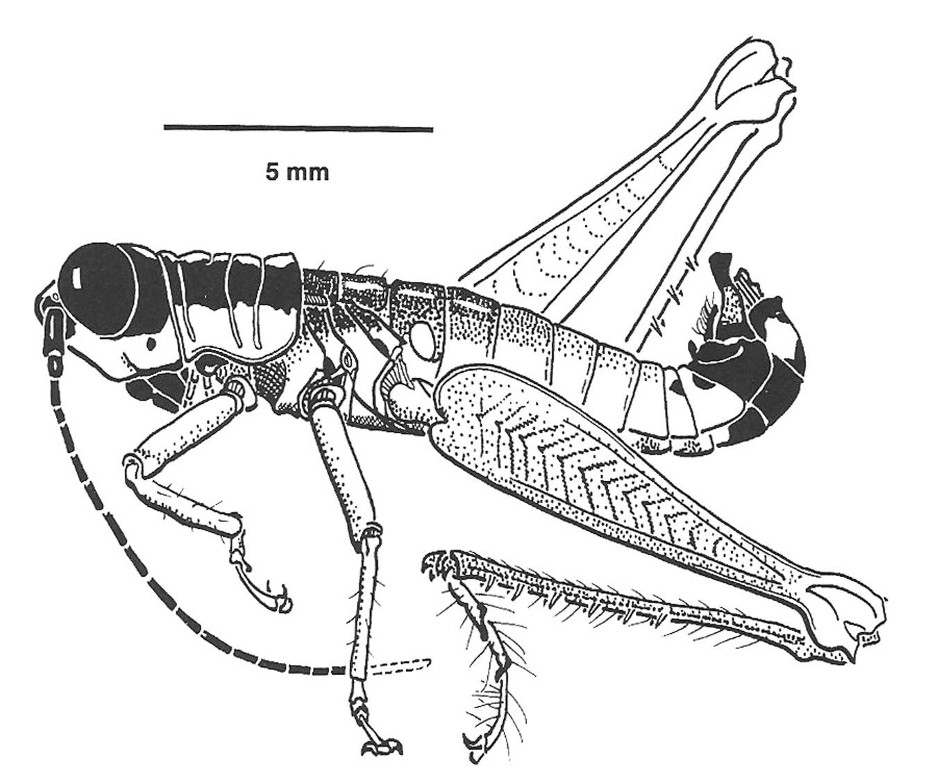 Drymophilacris veraguensis Rowell, 2000: Fig. 14A. male habitus. (Otu).