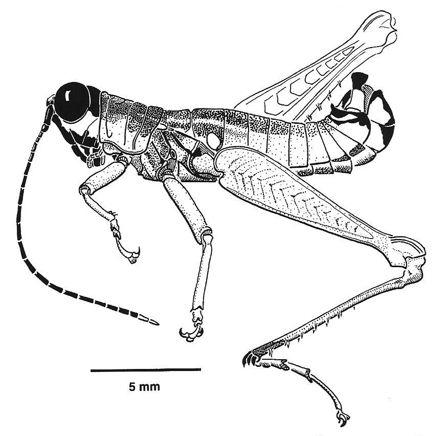 Drymophilacris melanopsis Rowell, 2000: Fig. 16A. male habitus. (Otu).