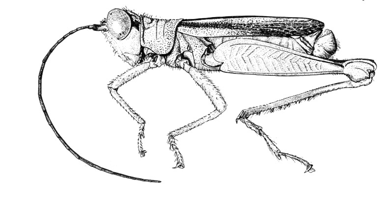 Leioscapheus colombiae Descamps, 1976: Fig. 45. male habitus. (Otu).