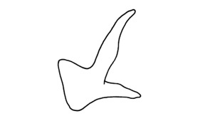 Leioscapheus hebardi Roberts, 1973: Fig. 48. male cercus. (Otu).