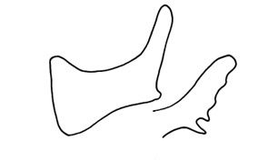 Leioscapheus laselvae Roberts, 1973: Fig. 51. male cercus. (Otu).