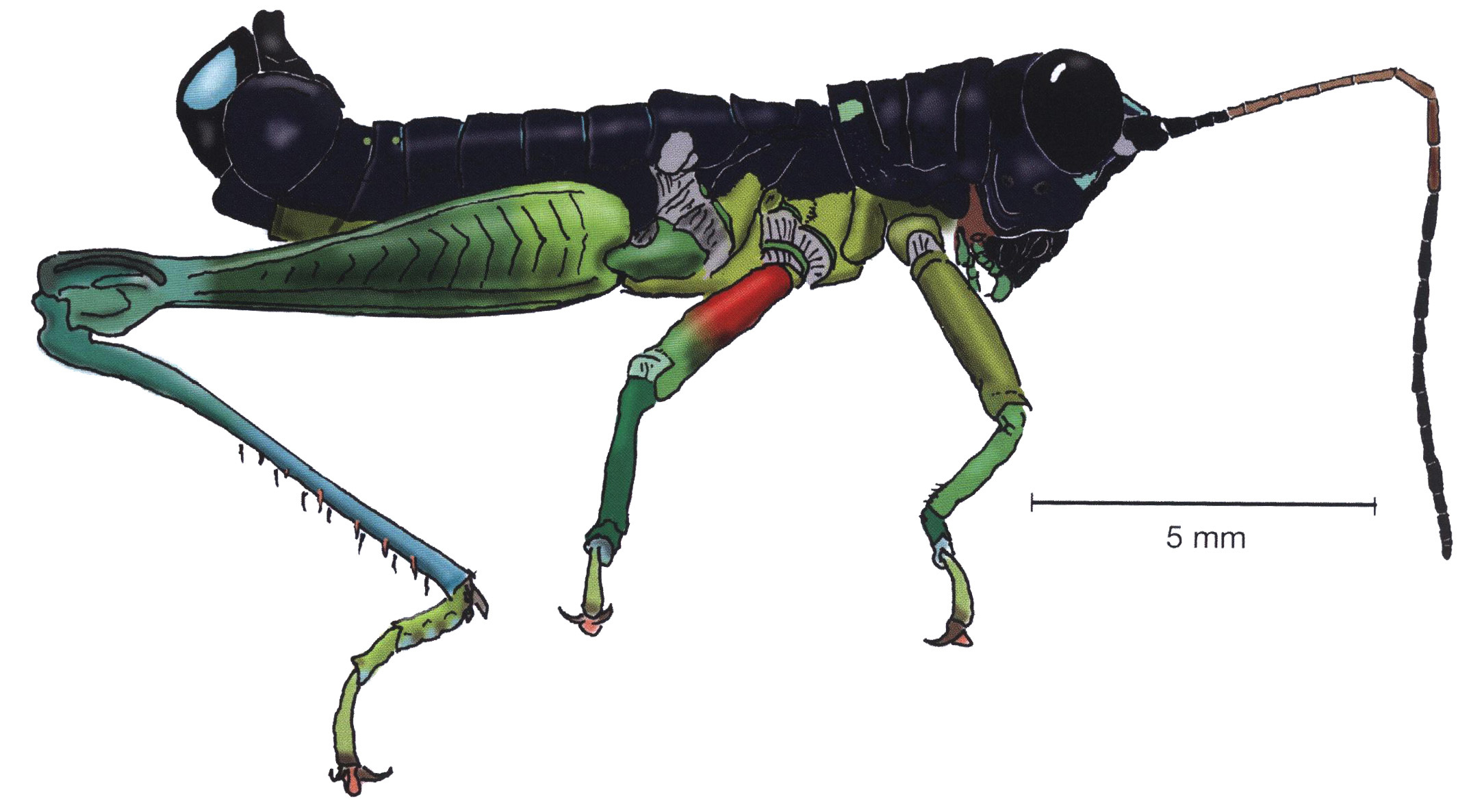 Lithoscirtus daedalus Rehn, 1929: male, lateral view. (Otu).