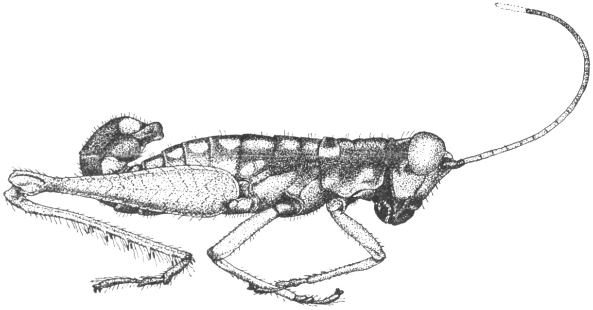 Lithoscirtus miniatulus (Rehn, 1905): Pg. 423, Fig. 22 (after syntype). male, lateral view (body length 13.5, pronotum 2.5, hind femur 9 mm). (Otu).