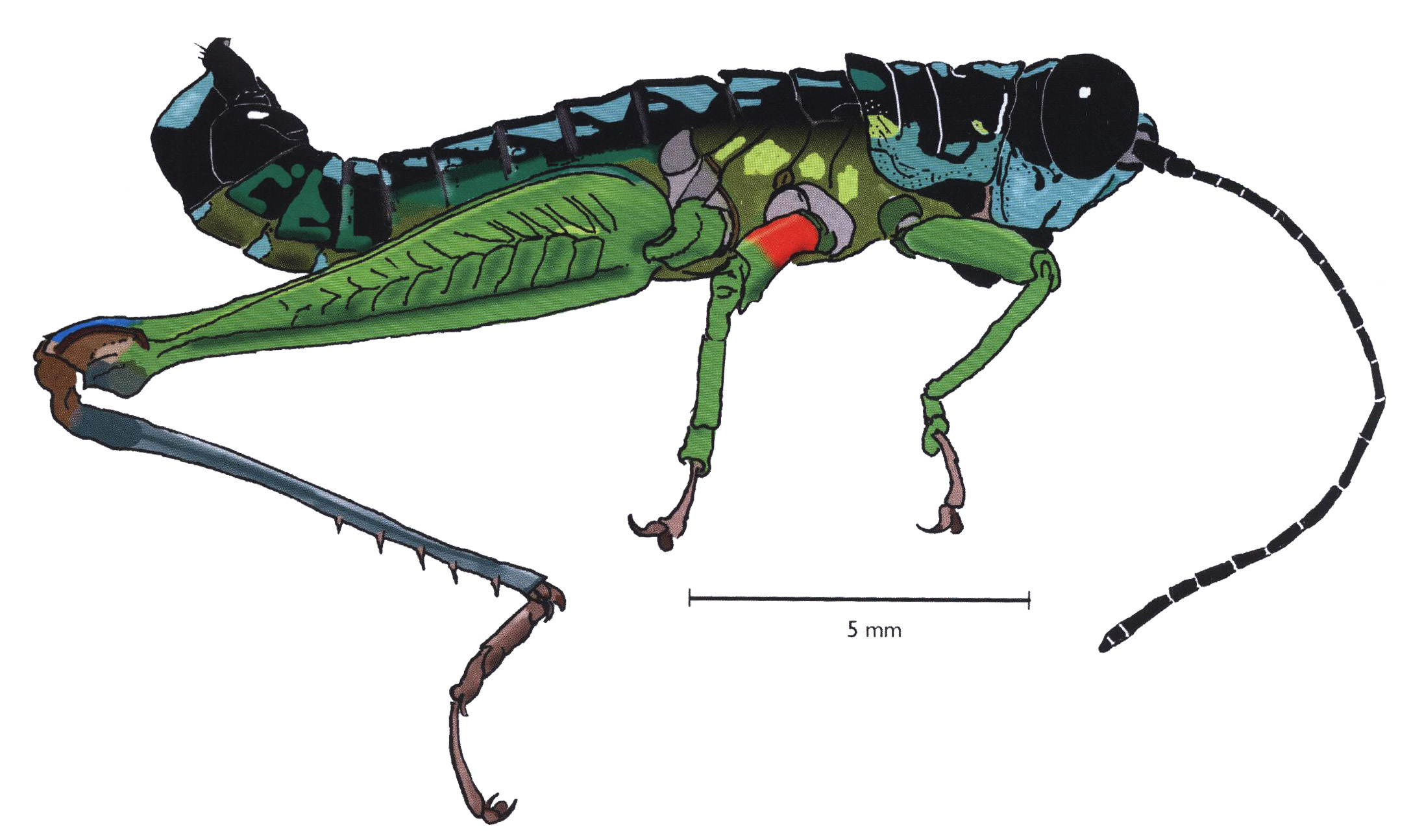 Lithoscirtus viceitas Rehn, 1929: male, lateral view. (Otu).