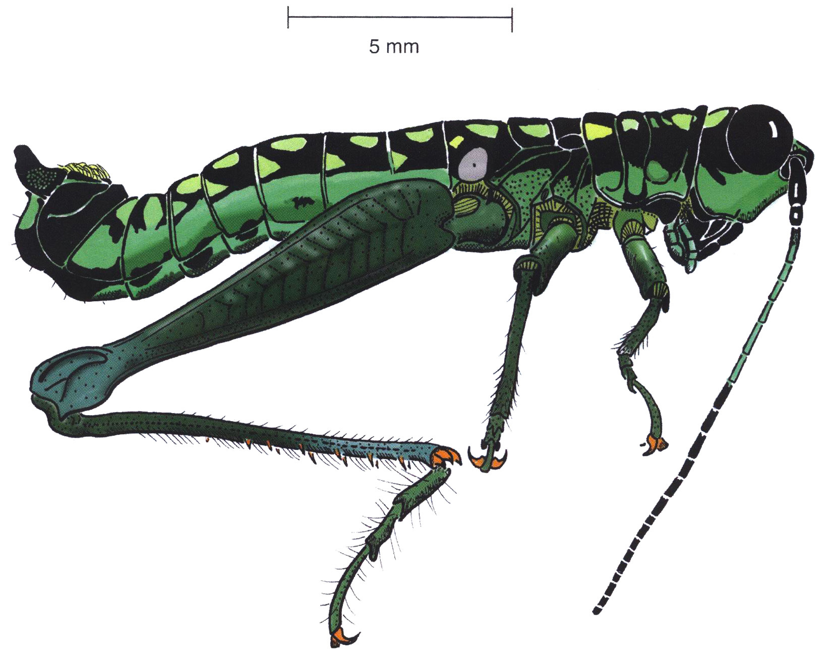 Lithoscirtus tesselatus Rowell, 2000: male, lateral view. (Otu).