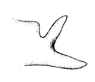 Azotocerus santamartae (Hebard, 1923): Pl. 15, Fig. 9 (as Poecilocloeus santamartae). male, cercus, distal part, posterior view. (Otu).