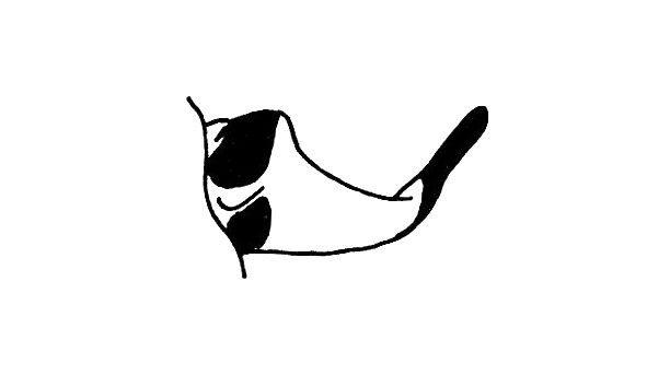 Cercoceracris albovittata Descamps, 1976: Fig. 169. male cercus, lateral view. (Otu).