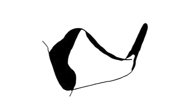 Cercoceracris grandicula Descamps, 1980: Fig. 293. male cercus. (Otu).