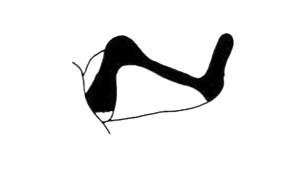 Cercoceracris lineata Descamps, 1980: Fig. 294. male cercus. (Otu).