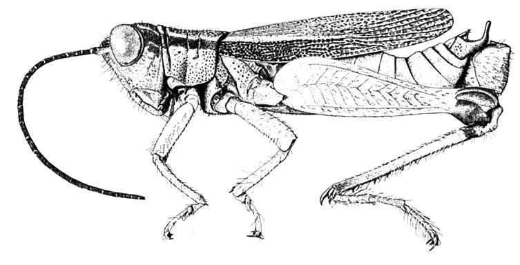 Cercoceracris nitidula Descamps, 1976: Fig. 195. male habitus. (Otu).