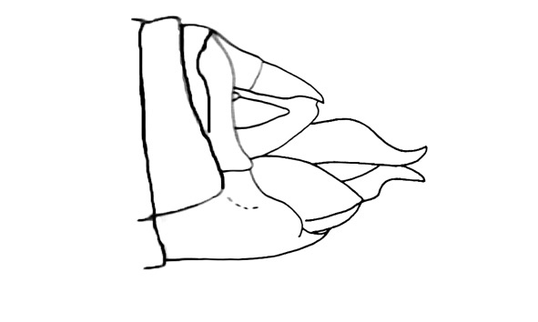 Cercoceracris punicea (Gerstaecker, 1889): Fig. 175. female abdomen tip, lateral view. (Otu).