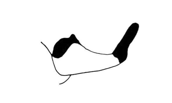 Cercoceracris viridicollis Descamps, 1980: Fig. 292. male cercus. (Otu).