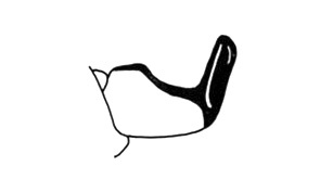 Cryptocloeus obidosana Descamps, 1980: Fig. 115. male cercus, lateral view. (Otu).