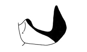 Cryptocloeus sanguinolentus Descamps, 1980: Fig. 107. male cercus, lateral view. (Otu).