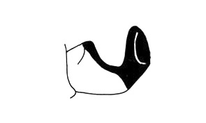 Cryptocloeus spatulicerca Descamps, 1980: Fig. 120. male cercus, lateral view. (Otu).