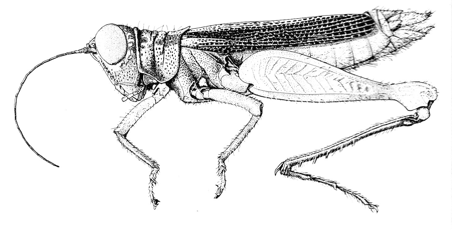 Halticacris spinifer Descamps, 1976: Fig. 289. female habitus. (Otu).