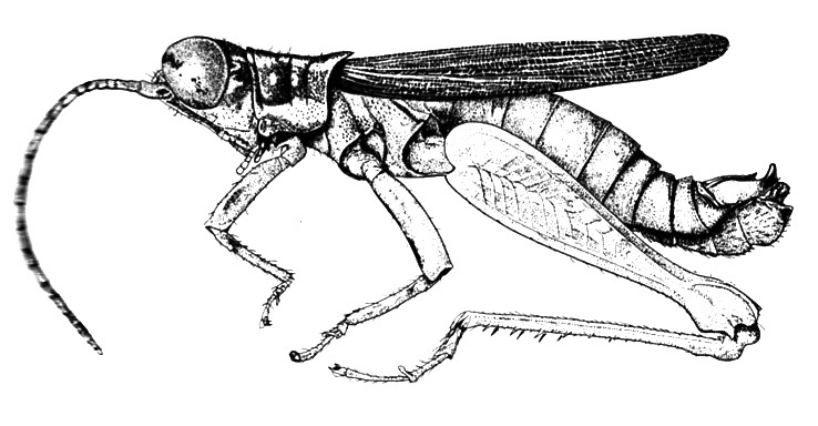 Kritacris arboricola Descamps, 1976: Fig. 163. male, habitus. (Otu).