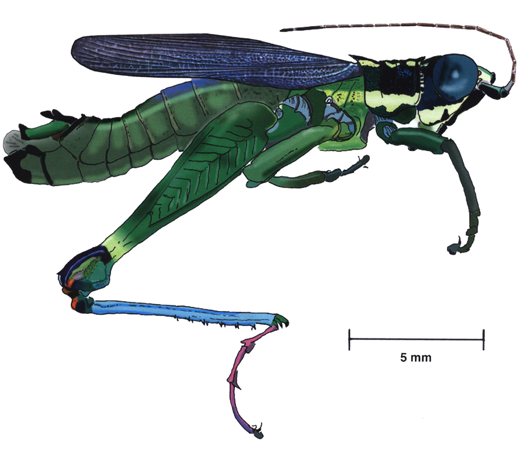 Kritacris dicranophallus Rowell, 2007: male, lateral view. (Otu).