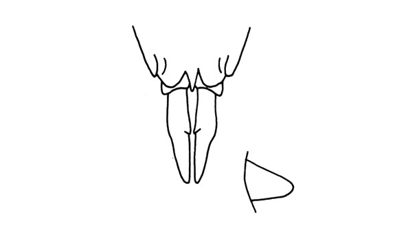 Poecilocloeus cacuminis Descamps, 1976: Fig. 265. female subgenital plate, ventral view. (Otu).