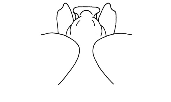 Poecilocloeus fastigiatus Descamps, 1976: Fig. 253. female vertex of fastigium. (Otu).