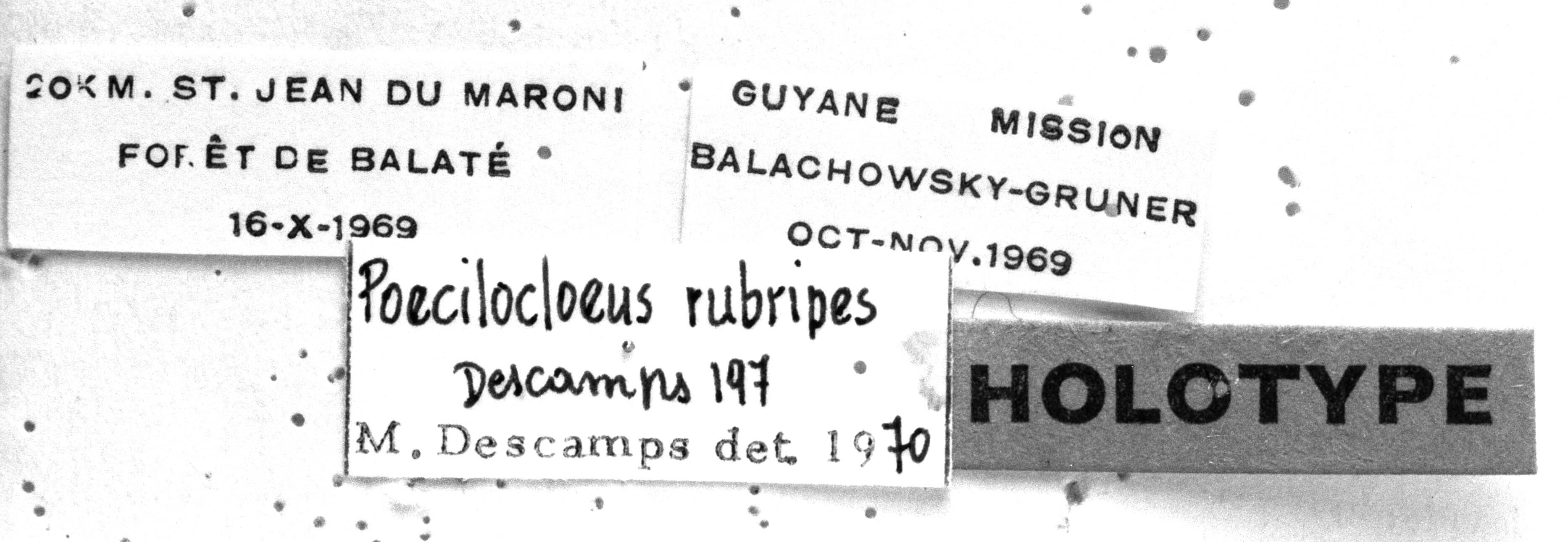 CollectionObject 1541346; 953471b4-cdc3-4782-9334-240f1f760081: Image Carbonell, C.S. labels (holotype). (CollectionObject).