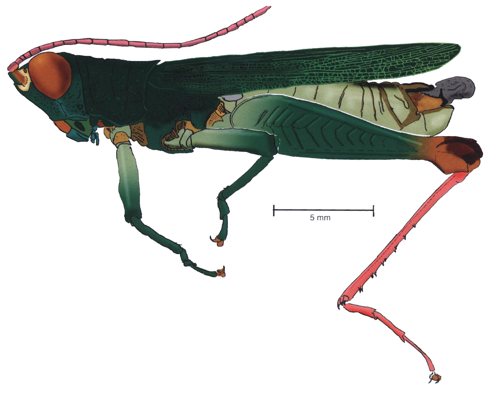 Poecilocloeus septentrionalis Rowell, 2007: male, lateral view. (Otu).