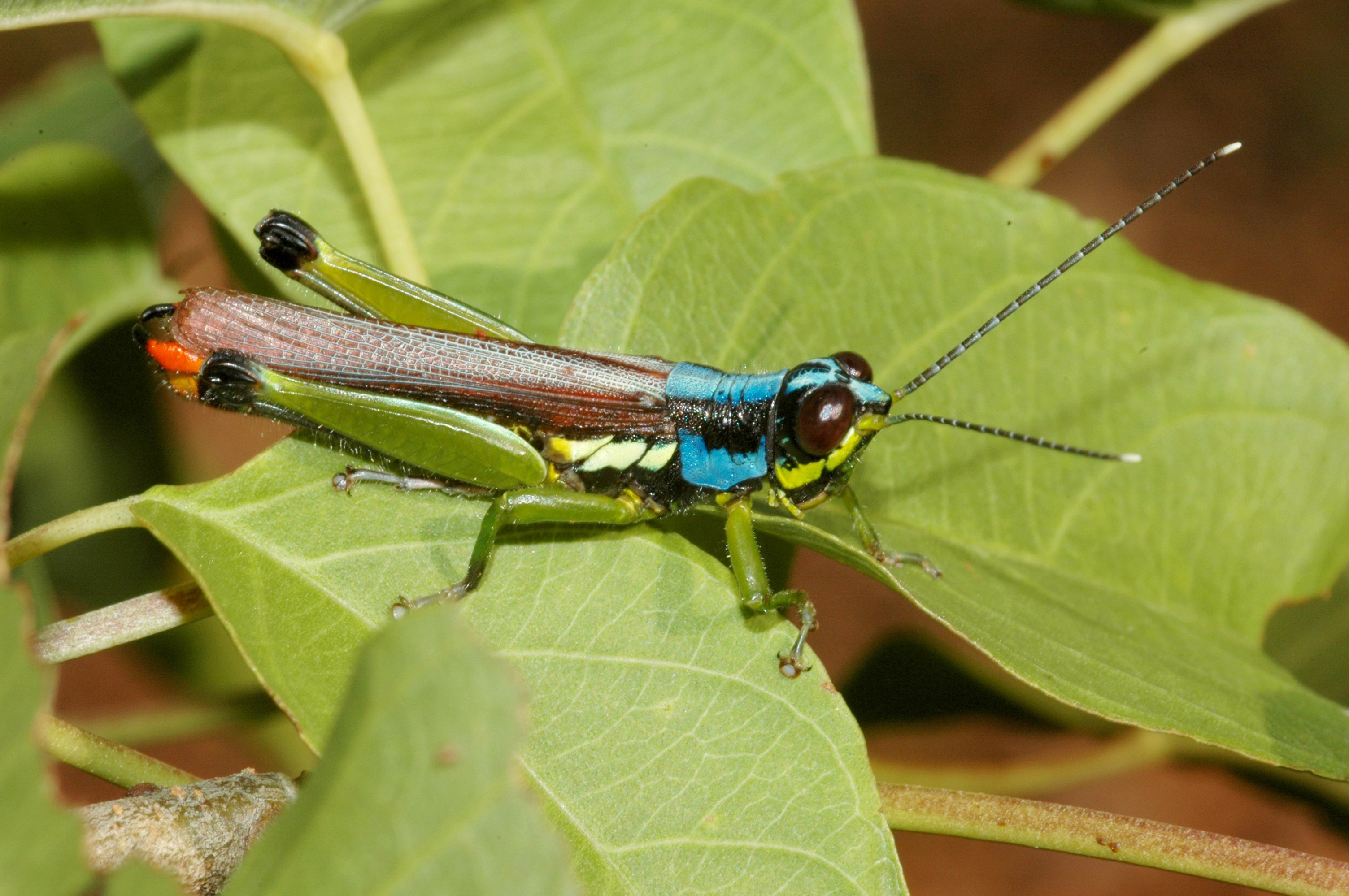 Proctolabus mexicanus (Saussure, 1859): male. (Otu).