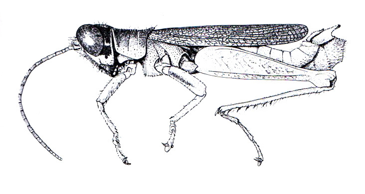 Proctolabus oaxacae Descamps, 1976: Fig. 91. male habitus. (Otu).