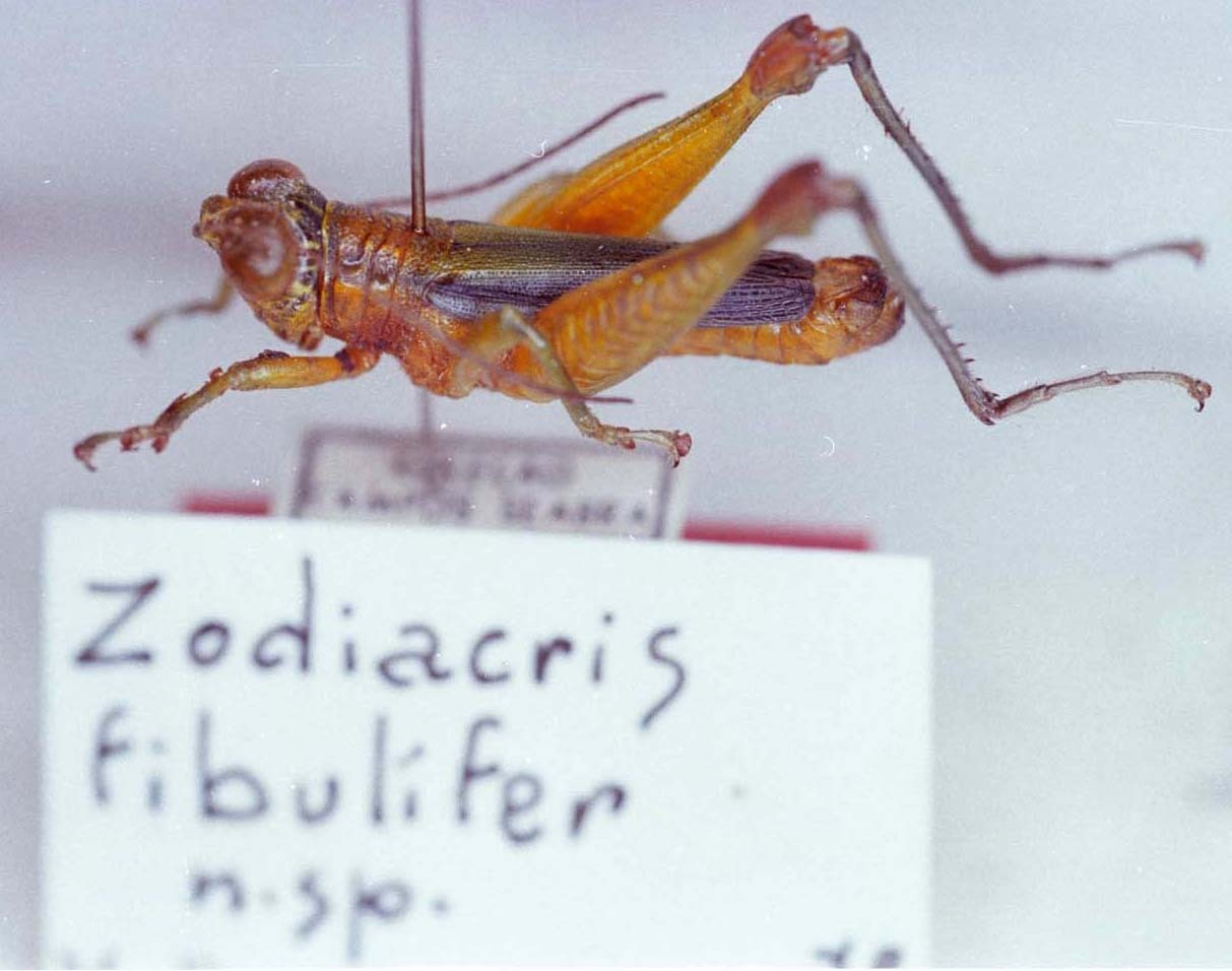 Zodiacris fibulifer Descamps, 1980: Image Carbonell, C.S. male (holotype). (Otu).