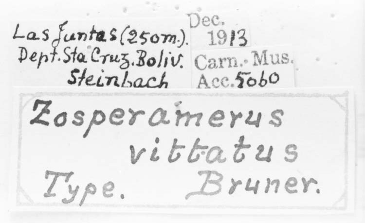 CollectionObject 1525005; 3dea1ba3-44dc-4c10-a1a8-84231892f6cb, ANSP 5060: labels (holotype). (CollectionObject).