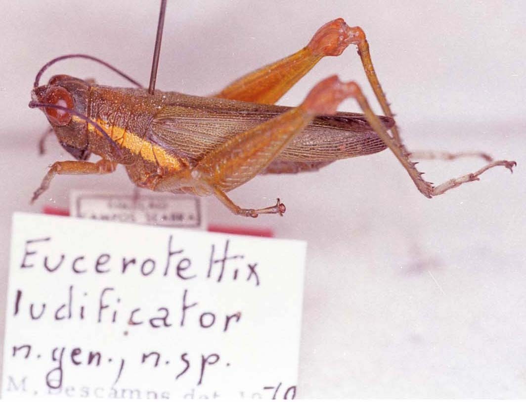 Eucerotettix ludificator Descamps, 1980: Image Carbonell, C.S. female (allotype?). (Otu).