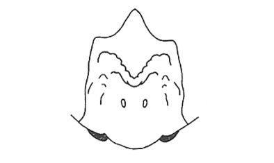 Saltonacris rondoniae Descamps, 1980: Fig. 329. male epiproct. (Otu).