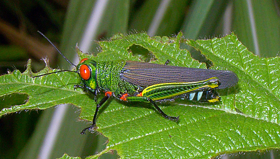 Coscineuta coxalis (Serville, 1838): female (Gamboa, Panama, 20 July 2012). (Otu).
