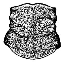 Coscineuta matensis Rehn, 1918: Pl. 18, Fig. 9. female pronotum, dorsal view. (Otu).