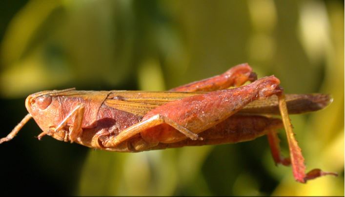 Marellia remipes Uvarov, 1929: female. (Otu).