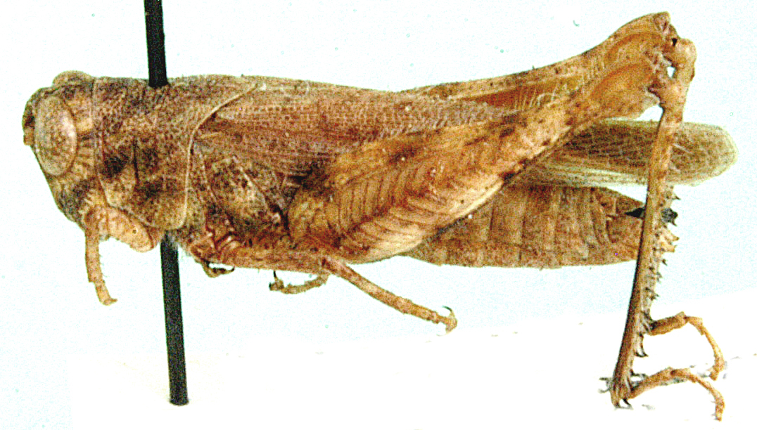 Eucoptacra exigua Bolívar, 1912: female, lateral view. (Otu).